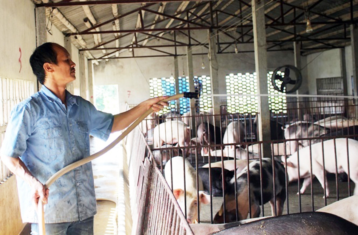 Vụ Bản tiếp tục phát triển nông nghiệp theo hướng an toàn sinh thái. (Ảnh TL)