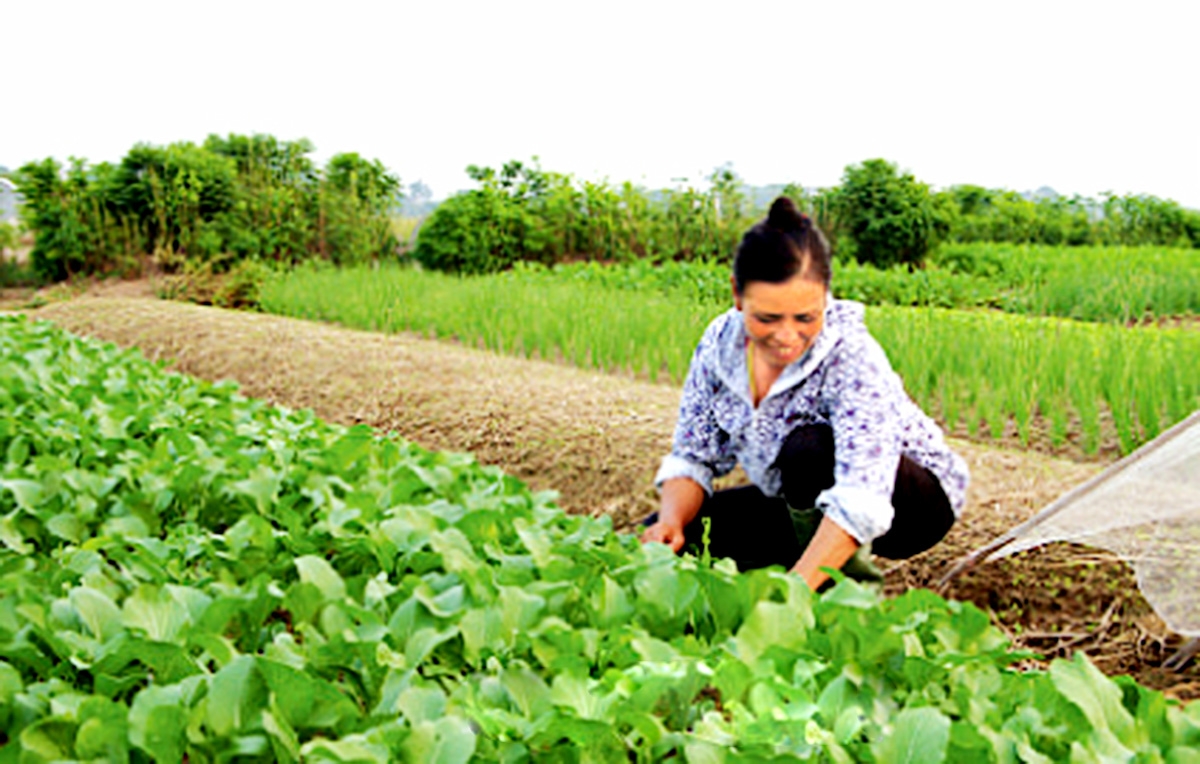 Những thay đổi trong tư duy sản xuất giúp nông dân Vụ Bản nâng cao giá trị canh tác (Ảnh TL).