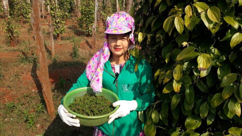 Giá tiêu được dự báo sẽ đạt mốc 100.000/kg do nguồn cung trong nước và thế giới đang khan hiếm.