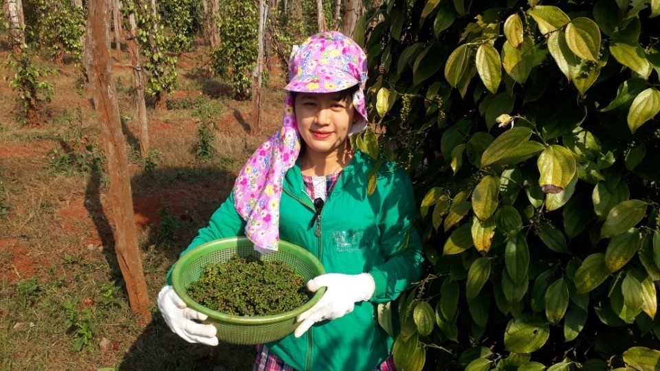 Giá tiêu được dự báo sẽ đạt mốc 100.000/kg do nguồn cung trong nước và thế giới đang khan hiếm.