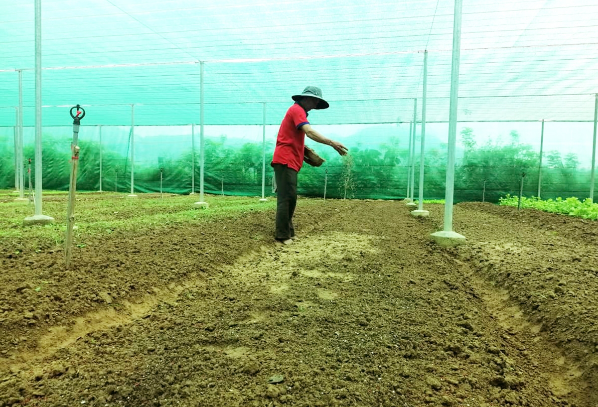 Các HTX đang là lá cờ đầu trong phát triển nông nghiệp sạch huyện Nông Sơn (Ảnh TL).