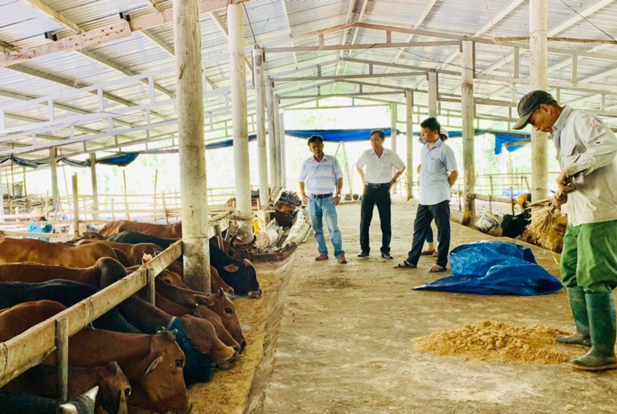 Cần thêm nguồn lực hỗ trợ để nông nghiệp Nông Sơn tiếp đà phát triển bền vững (Ảnh TL).