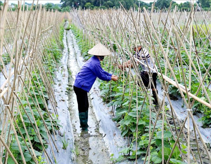 Nông nghiệp An Hòa sẽ tiếp tục được đầu tư theo hướng hàng hóa gắn với an toàn sinh thái. (Ảnh TL).