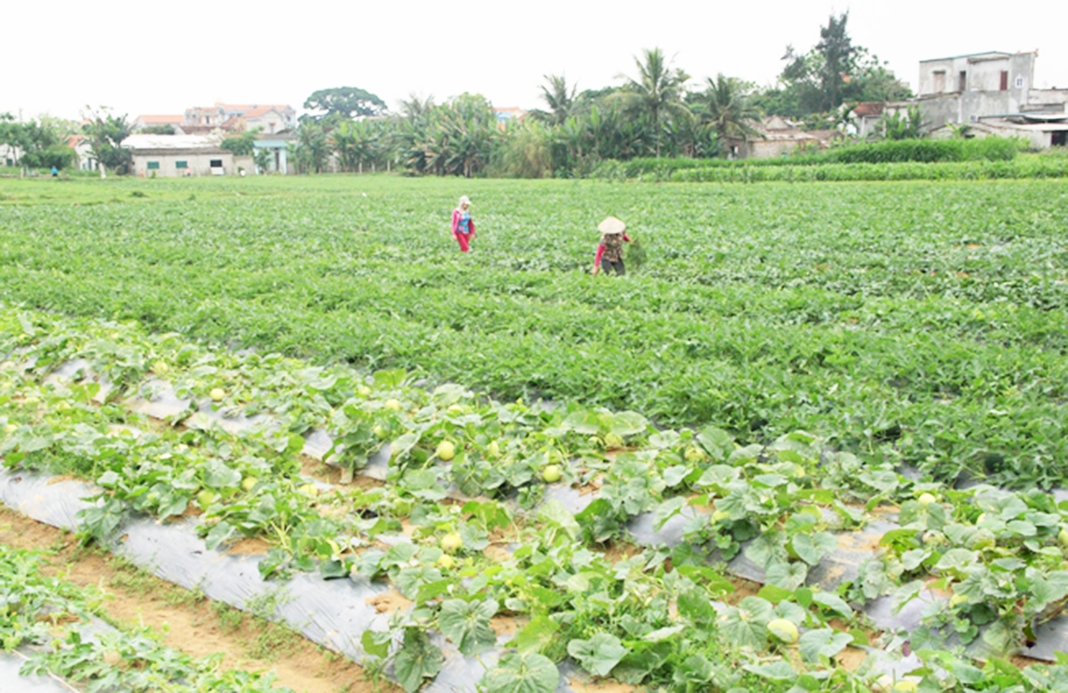 Nga Sơn chủ động dồn lực phát triển nông nghiệp theo hướng hàng hóa gắn với an toàn sinh thái.