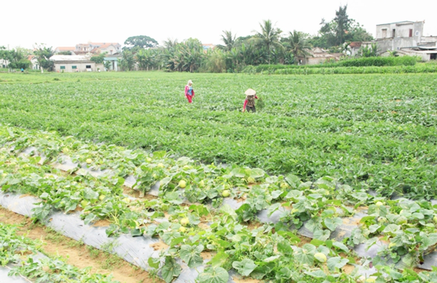 Nga Sơn chủ động dồn lực phát triển nông nghiệp theo hướng hàng hóa gắn với an toàn sinh thái.
