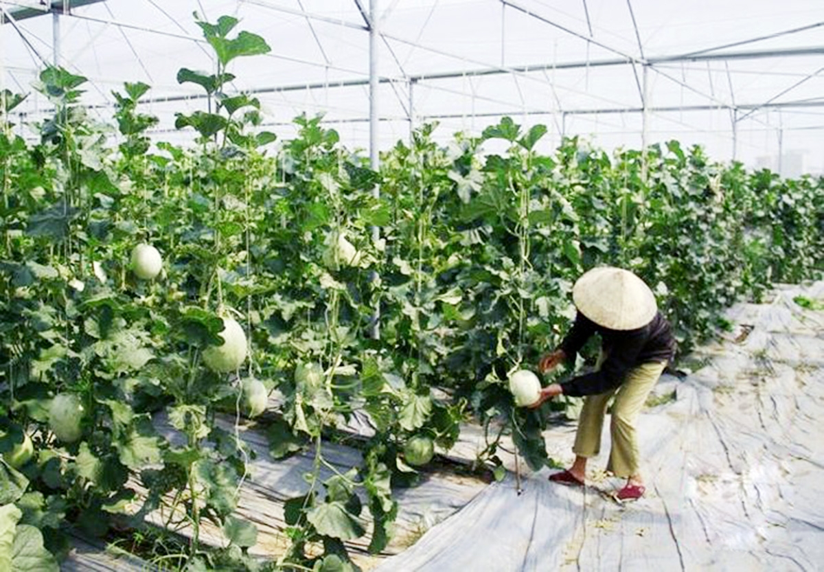 Các HTX đang đóng góp tích cực vào quá trình chuyển đổi cơ cấu nông nghiệp huyện Nga Sơn.