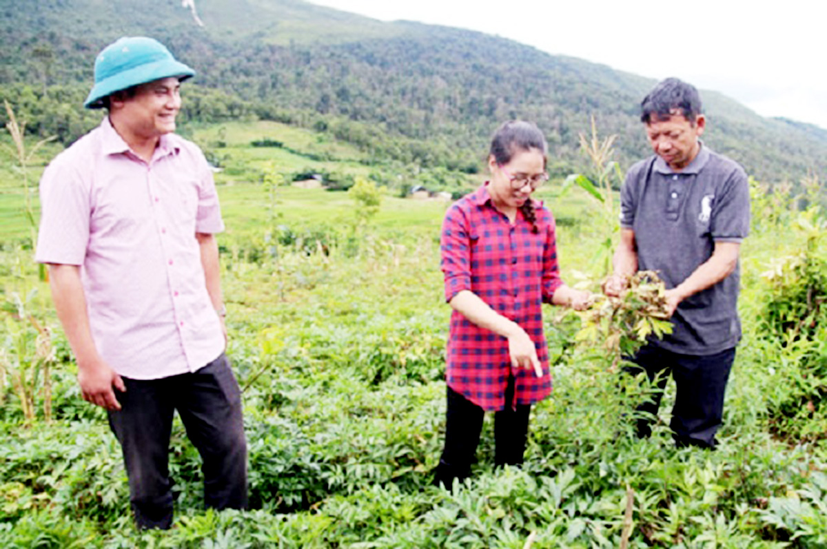 Dược liệu đang là một trong những cây trồng thế mạnh ở Sìn Hồ hiện tại. (Ảnh TL).