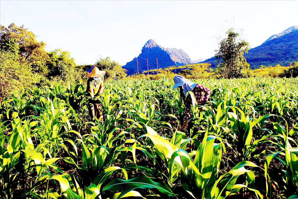 Nông nghiệp xanh là điểm tựa để Sìn Hồ phát triển du lịch sinh thái. (Ảnh TL).