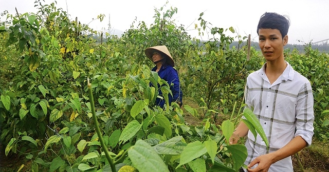 HTX Quang Vân liên kết với doanh nghiệp, HTX, và bà con nông dân mở rộng diện tích cây sachi, sản xuất các sản phẩm OCOP.