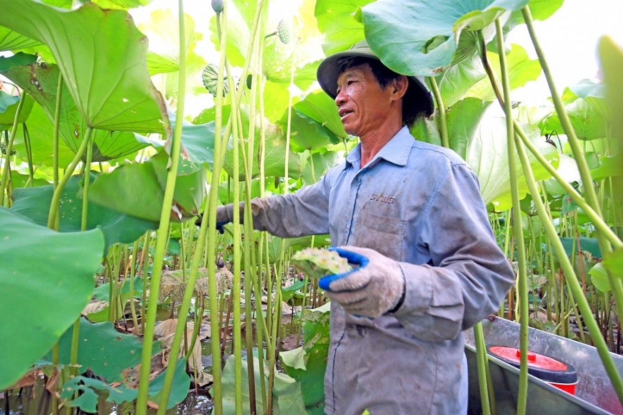 Chương trình OCOP đang từng bước tiếp sức cho cây sen và các sản phẩm sen Đồng Tháp bay xa.