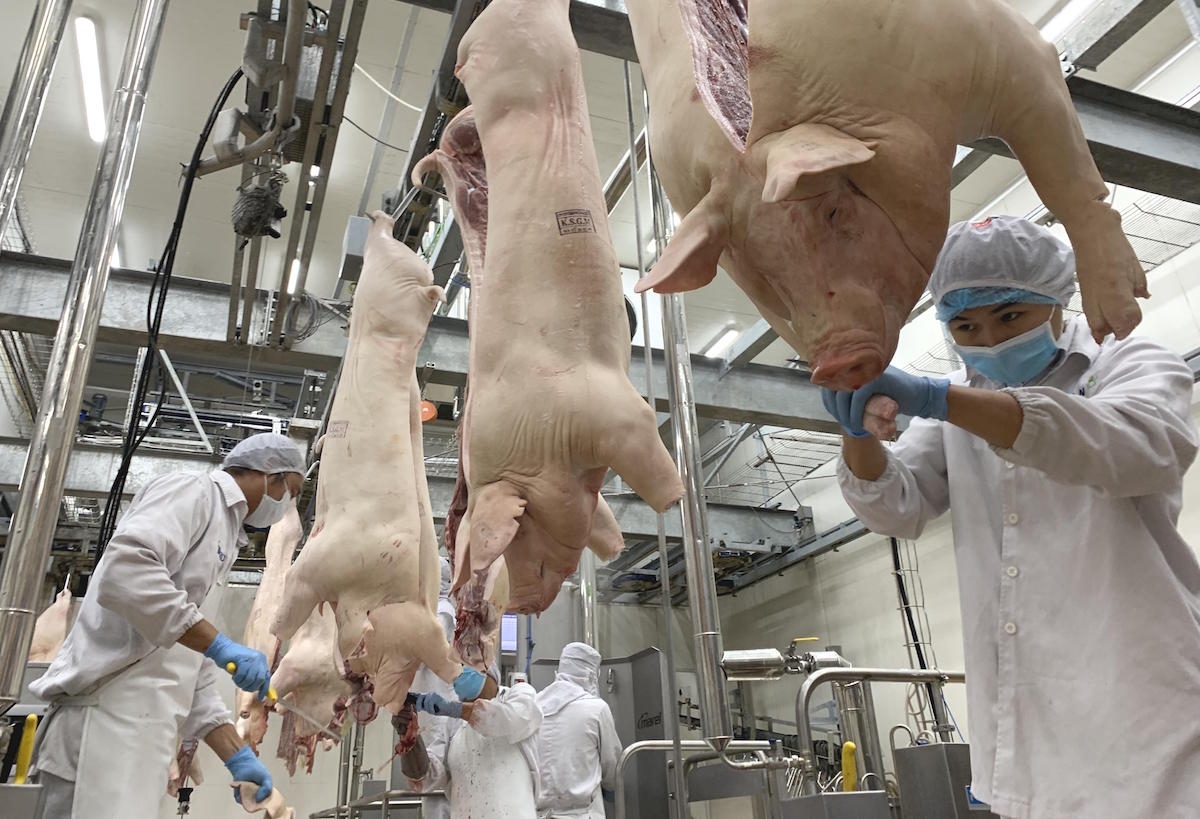 Chi phí đầu vào gia tăng trong khi đầu ra ế ẩm khiến doanh nghiệp chăn nuôi rất khó khăn.