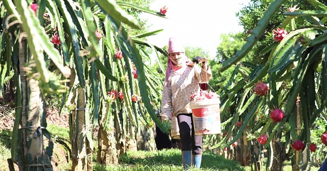 Mô hình thanh long ruột đỏ của HTX Ngọc Hoàng đã góp phát triển kinh tế Nà Bó khởi sắc.