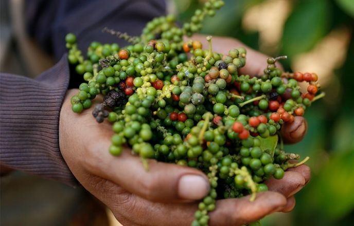 Theo các chuyên gia, giá tiêu đạt mốc 90.000 đồng/kg trong tháng 10 chính là lực đẩy giúp giá tiêu tháng 11 tiếp tục tăng.