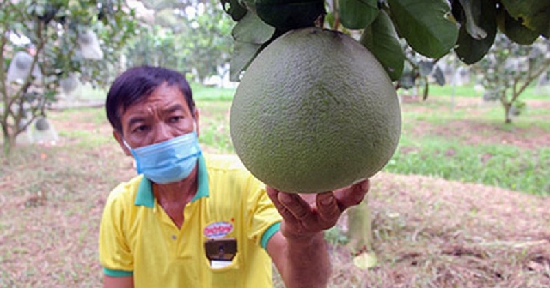 Bưởi da xanh được trồng theo tiêu chuẩn an toàn mang lại giá trị về kinh tế và môi trường.