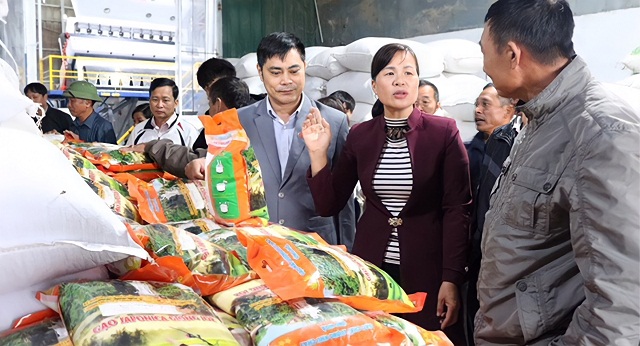 Tham gia chuỗi liên kết sản xuất lúa chất lượng cao của HTX, nhiều thành viên và bà con nông dân được hưởng lợi.