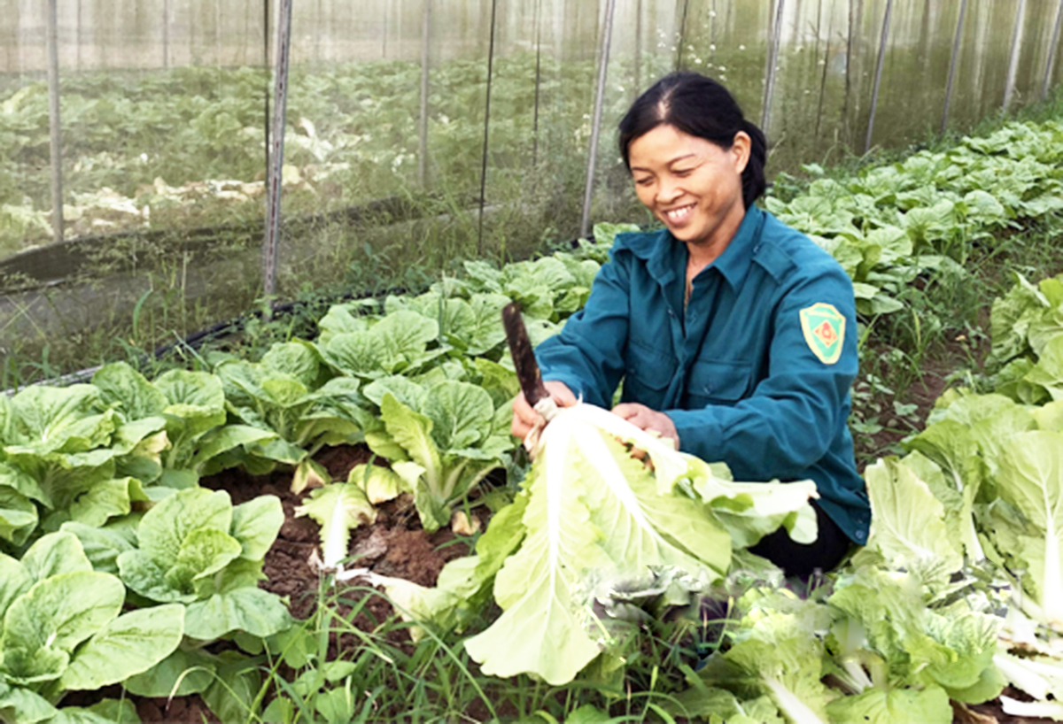 Cao Lộc đang chú trọng sản xuất VietGAP, hình thành sản phẩm chủ lực (Ảnh: BLS).