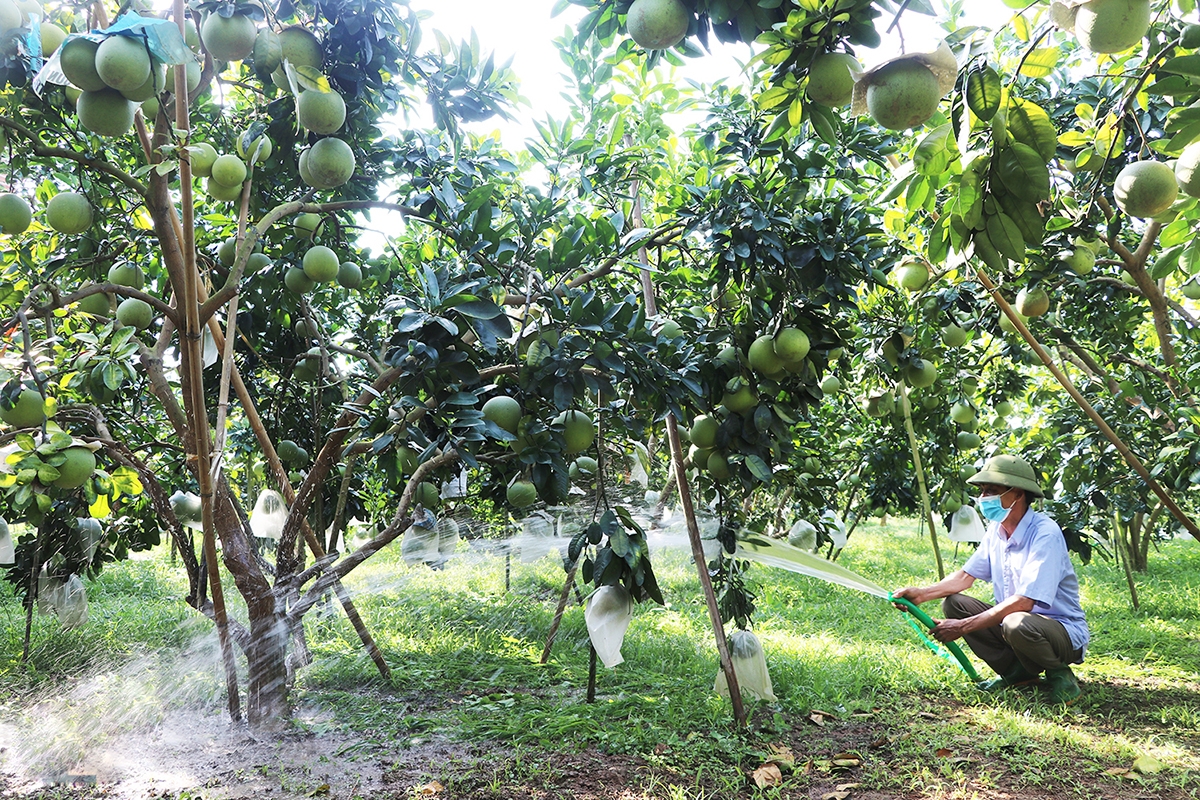 Cùng với vải thiều, cây có múi đang là cây trồng chủ lực ở Lục Ngạn (Ảnh: BG).