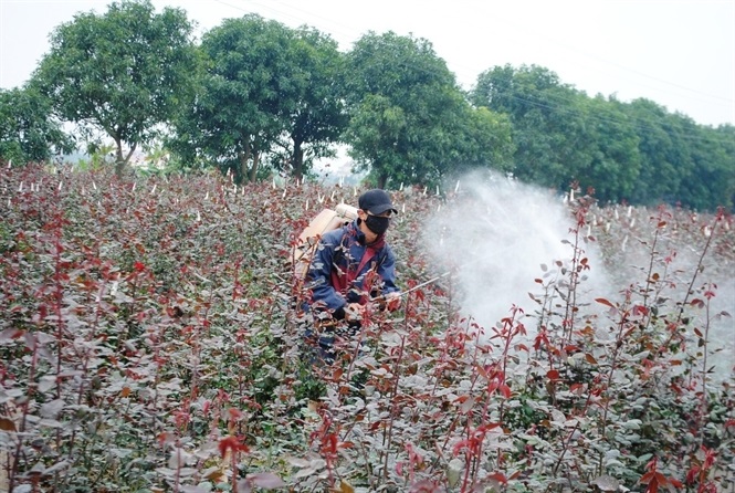 Lạm dụng thuốc trừ sâu hóa học khiến hoa ở Mê Linh (Hà Nội) ngậm thuốc và đất đai nhanh chóng bị thoái hóa.