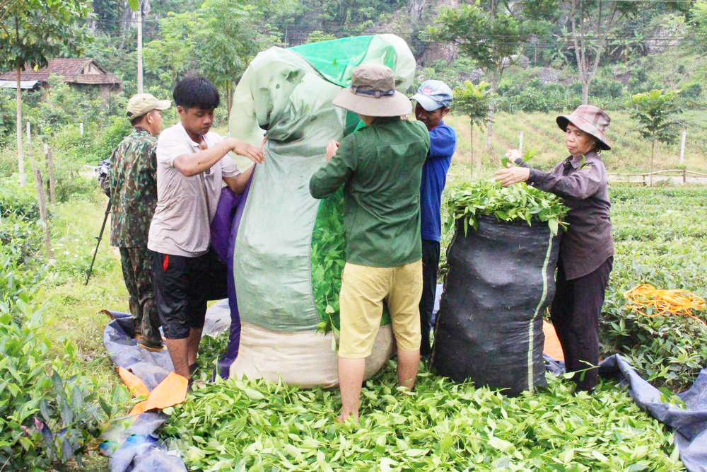 Cần chú trọng xây dựng chuỗi giá trị để đảm bảo giá trị bền vững cho người trồng chè. (Ảnh NTV)