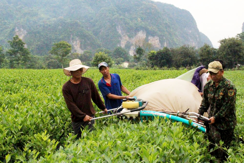 Chè Con Cuông đang ngày càng có thương hiệu nhờ sản xuất an toàn sinh thái. (Ảnh NTV)