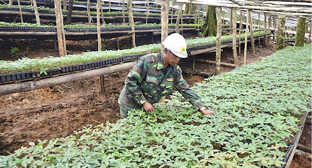 Với sự huy động từ nhiều nguồn lực, toàn huyện đã trồng và phát triển hơn 1.100ha dược liệu.