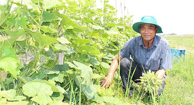 Huyện Thoại Sơn tăng cường liên kết sản xuất hàng hóa, ứng dụng công nghệ cao, nâng cao thu nhập cho bà con nông dân.