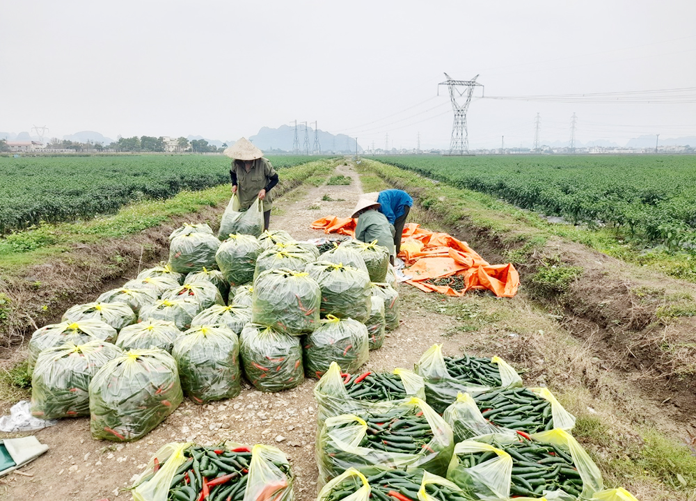 Các HTX đang đóng góp tích cực vào quá trình chuyển đổi nông nghiệp theo hướng xanh, hiện đại ở Nho Quan.