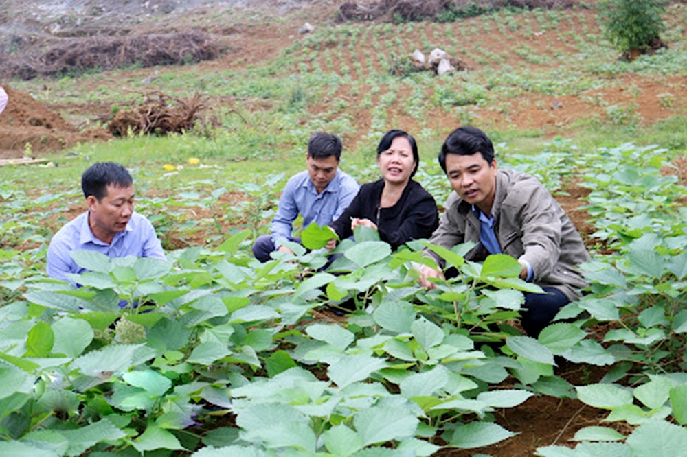 Sản xuất sạch là nền tảng để nông nghiệp huyện Nho Quan vươn tầm, mang lại lợi ích bền vững cho nông dân.