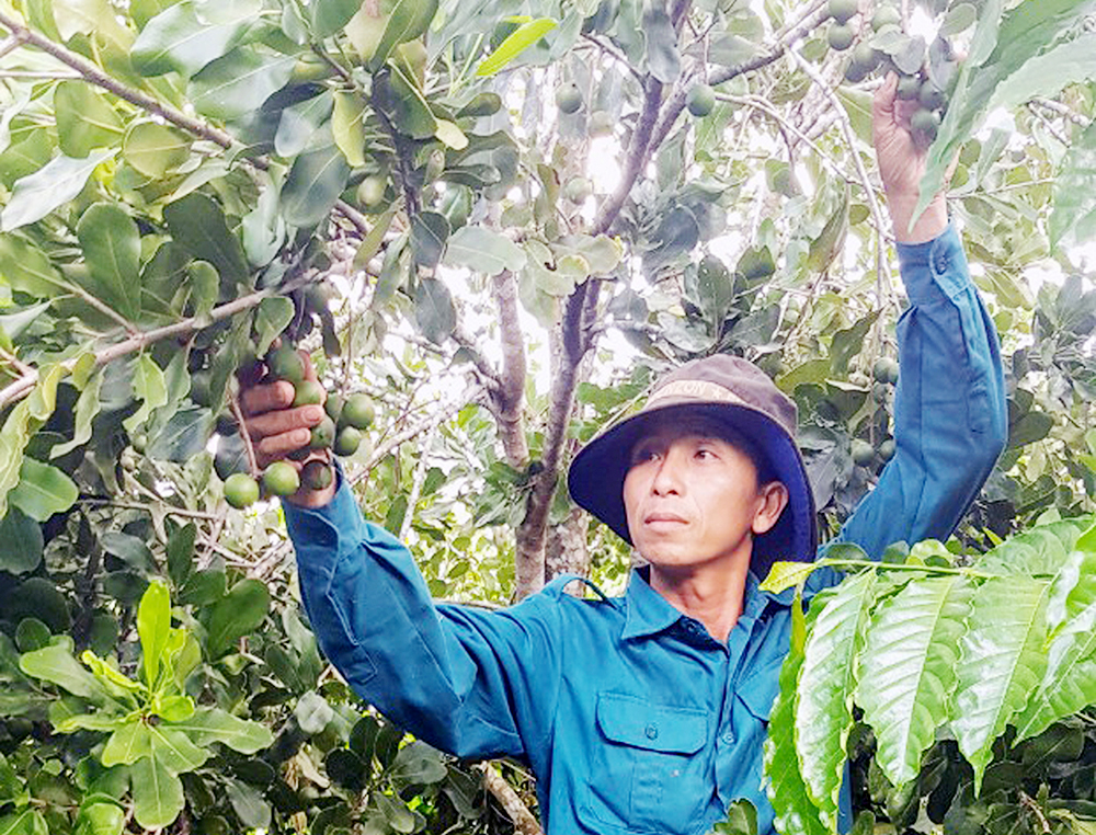 Sản xuất nông nghiệp ở Bình Gia đang có tính liên kết cao, qua đó tăng hiệu quả.