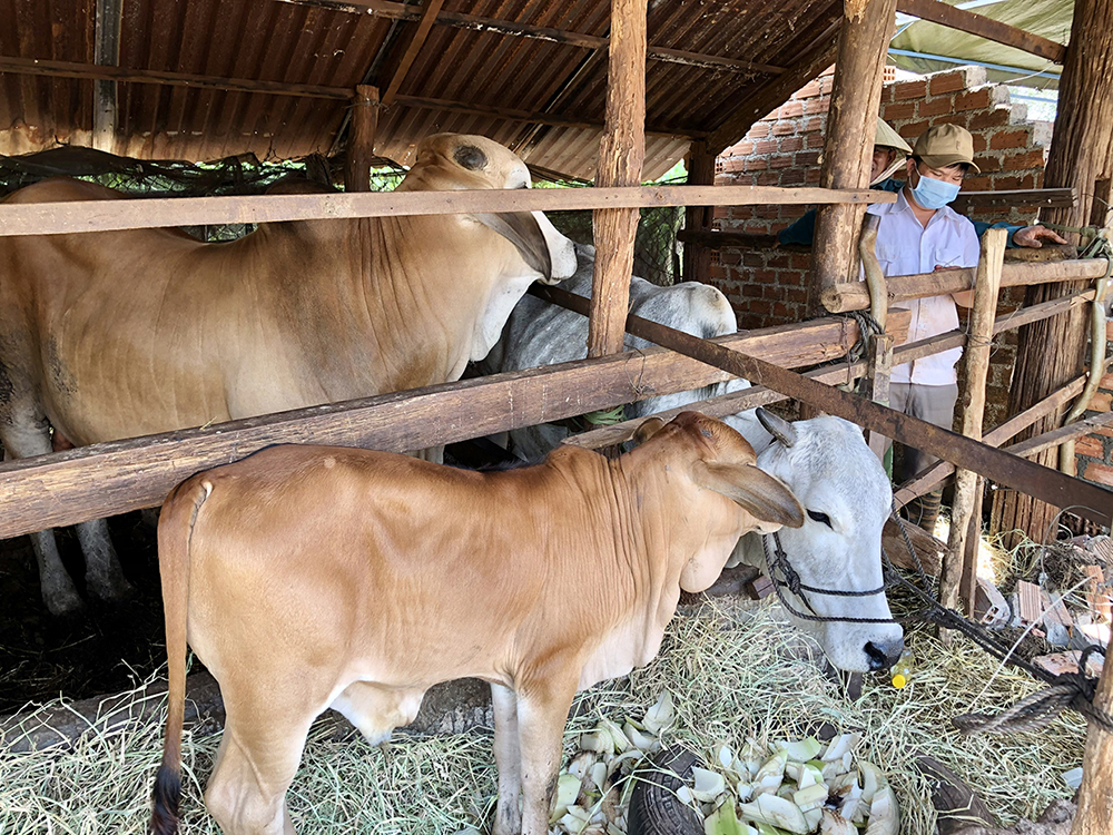 Chăn nuôi theo hướng gia trại tăng giá trị sản xuất, giảm thiểu ô nhiễm môi trường.