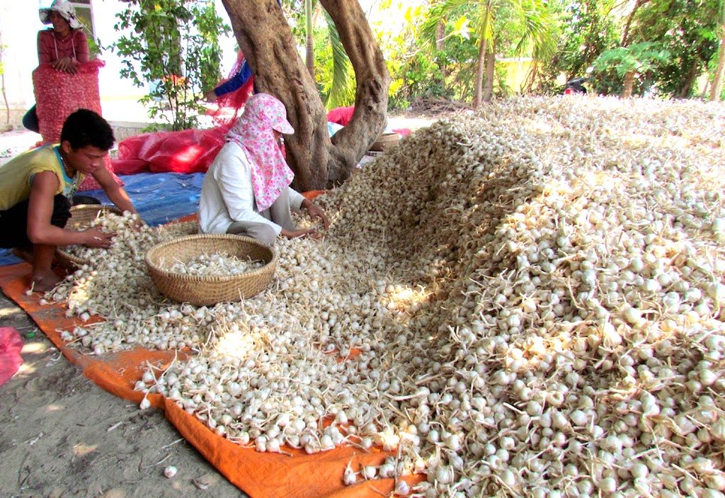 Các loại tỏi Việt chật vật đầu ra trong khi 10 tháng qua có hơn 63 triệu USD được chi ra để nhập tỏi Trung Quốc.