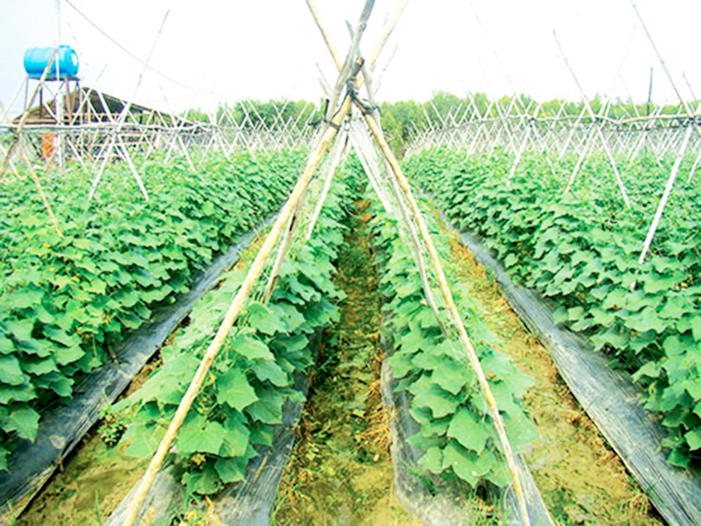 Sản xuất khoa học giúp nông dân Tuy Phong tạo ra những sản phẩm chất lượng cao, giàu sức cạnh tranh.