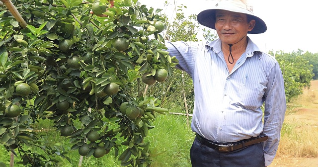 HTX Nhân Đức phát triển mô hình cây có múi hữu cơ.