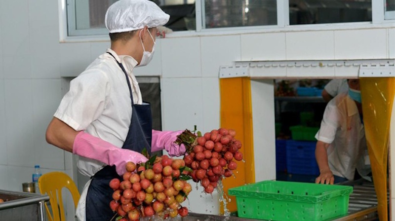 Ngoài tiêu chuẩn kỹ thuật, nông sản Việt Nam cần phải đảm bảo tiêu chuẩn môi trường, trách nhiệm xã hội.