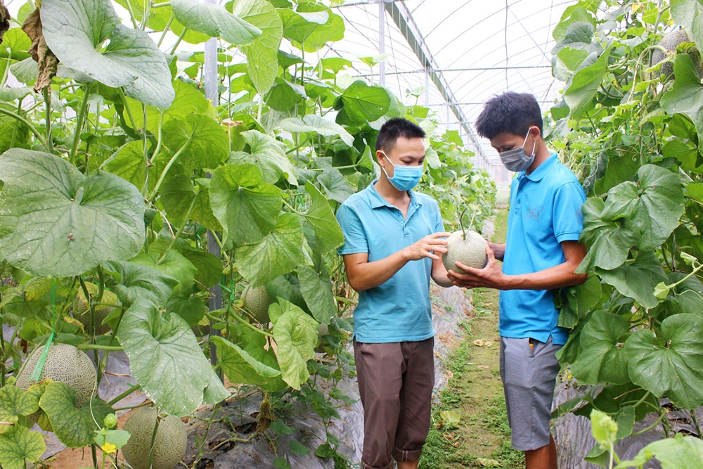 Cần có thêm nguồn lực hỗ trợ để các HTX tự tin ứng dụng công nghệ cao, xây dựng giá trị bền vững (Ảnh BTN).