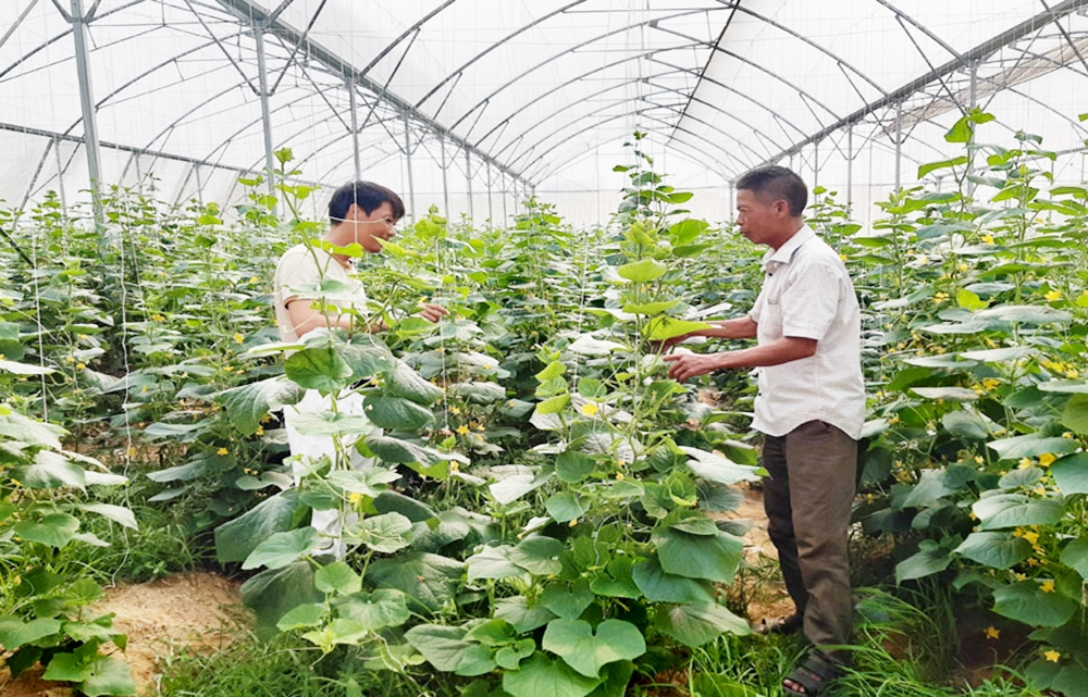 Công nghệ cao là nền tảng để các HTX nâng tầm thương hiệu, tăng sức cạnh tranh (Ảnh BBG).