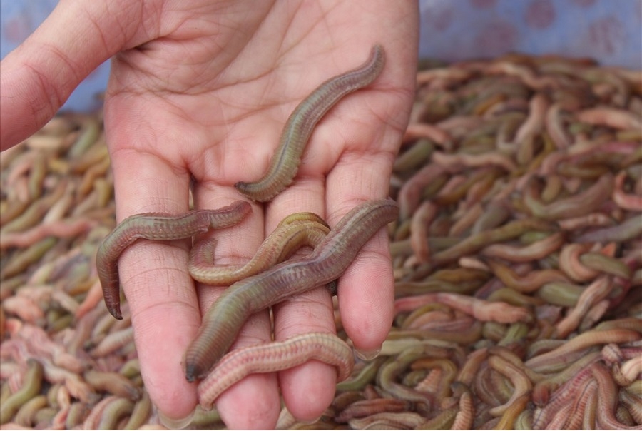 Rươi được nuôi theo quy trình sạch nên bảo đảm vệ sinh an toàn thực phẩm.