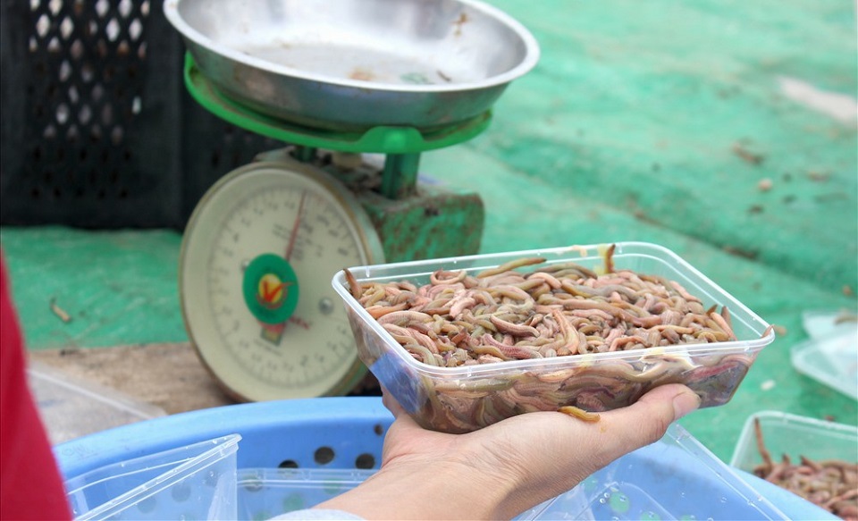 Đóng hộp và cấp đông rươi giúp thuận tiện trong quá trinh bảo quản và tiêu thụ, đồng thời nâng cao giá trị sản phẩm trên thị trường.