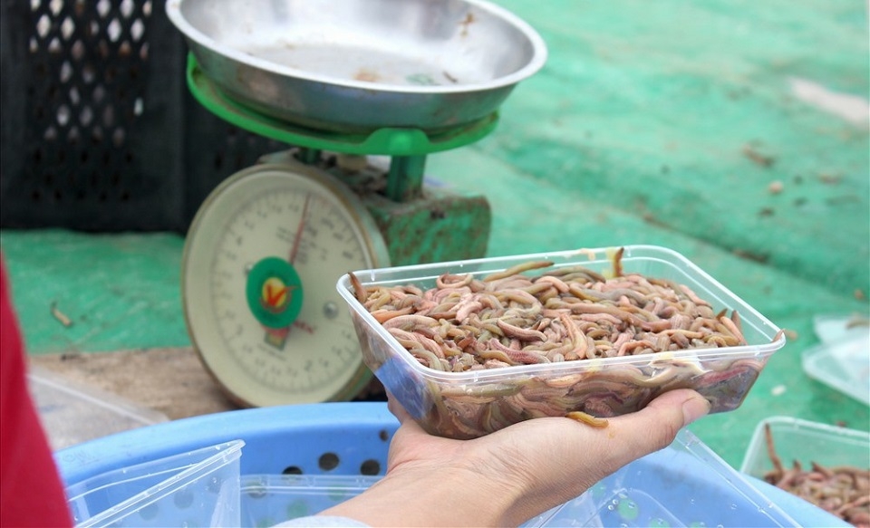 Đóng hộp và cấp đông rươi giúp thuận tiện trong quá trinh bảo quản và tiêu thụ, đồng thời nâng cao giá trị sản phẩm trên thị trường.