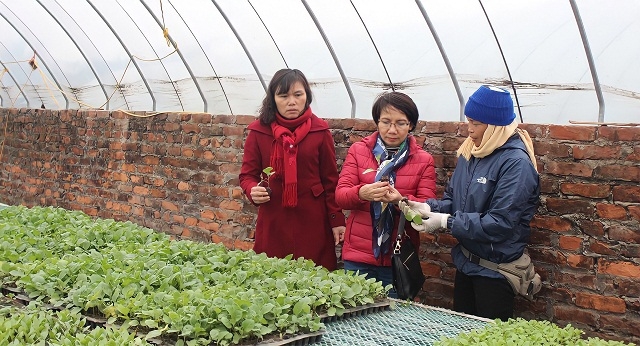 Mô hình rau hữu cơ công nghệ cao của HTX Cuối Quý.