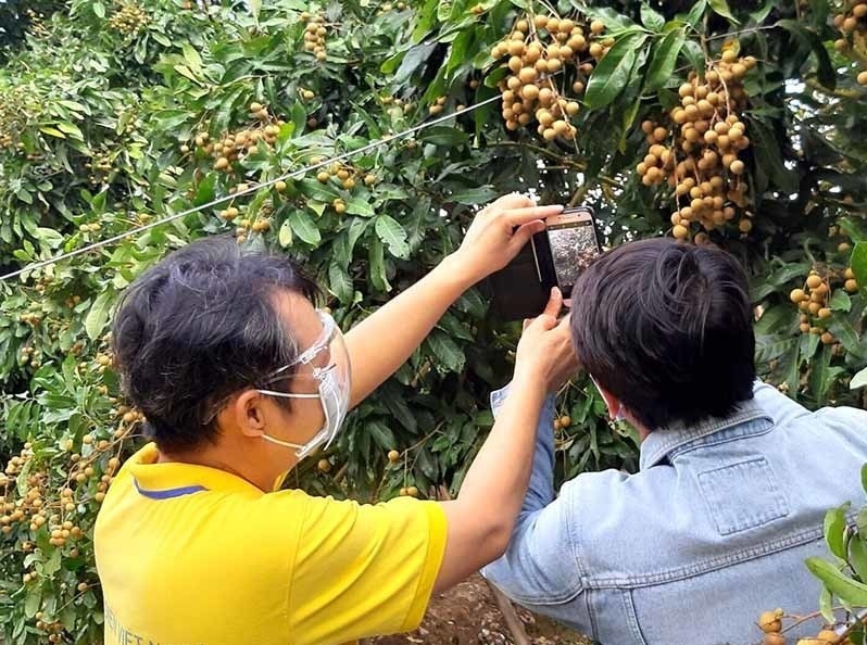 Chỉ cần có điện thoại kết nối internet, HTX có thể livestream bán nông sản trực tuyến trên các nền tảng số.