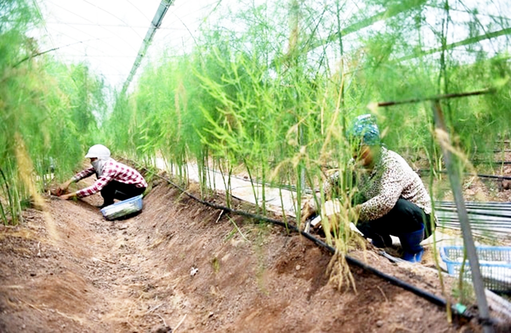 Ứng dụng công nghệ Israel giúp các HTX nâng cao giá trị sản xuất, bảo vệ môi trường sinh thái (Ảnh NK).