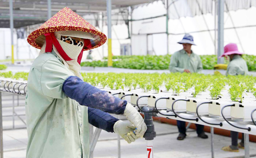 Nông nghiệp hiện đại, với điển hình là công nghệ Israel là xu hướng toàn cầu, các HTX cần chủ động nắm bắt (Ảnh NK).