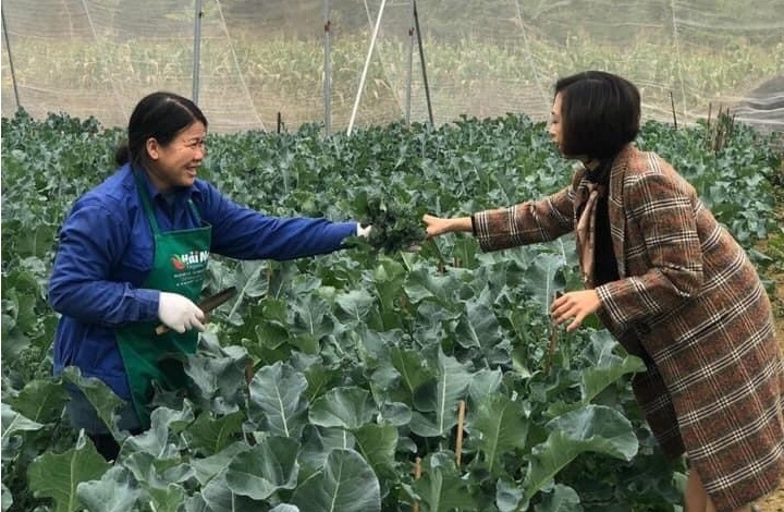 HTX Nông sản sạch Lạng Sơn chú trọng áp dụng khoa học kỹ thuật vào sản xuất để nâng cao chất lượng rau màu và cải thiện môi trường.