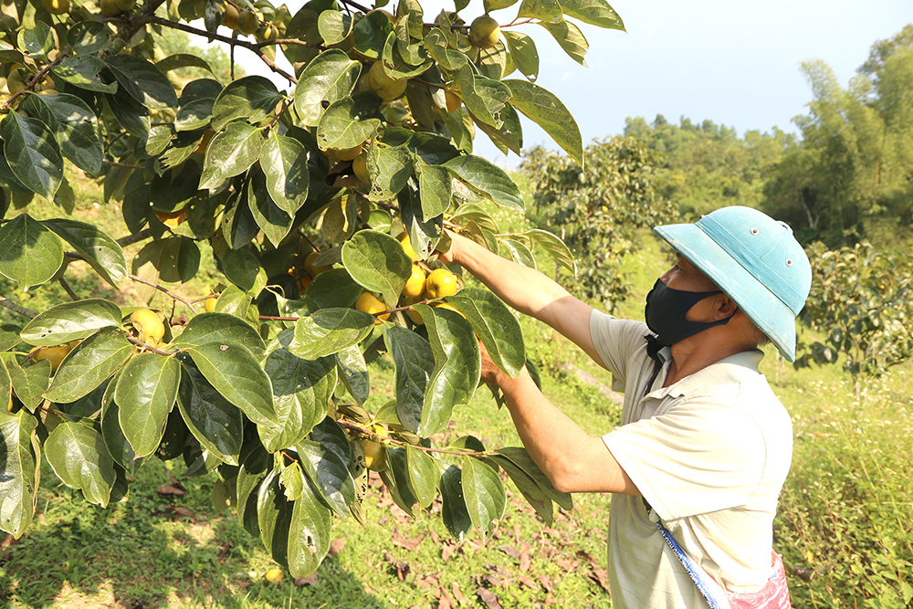 Na Rì đang có nhiều nông sản có thương hiệu mạnh, được thị trường ưa chuộng, mang lại giá trị cao.