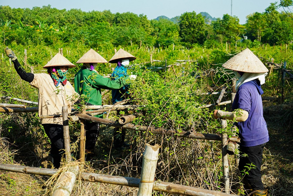Phát triển vùng dược liệu sạch giúp bảo đảm nguyên liệu cho sản xuất các sản phẩm xanh.