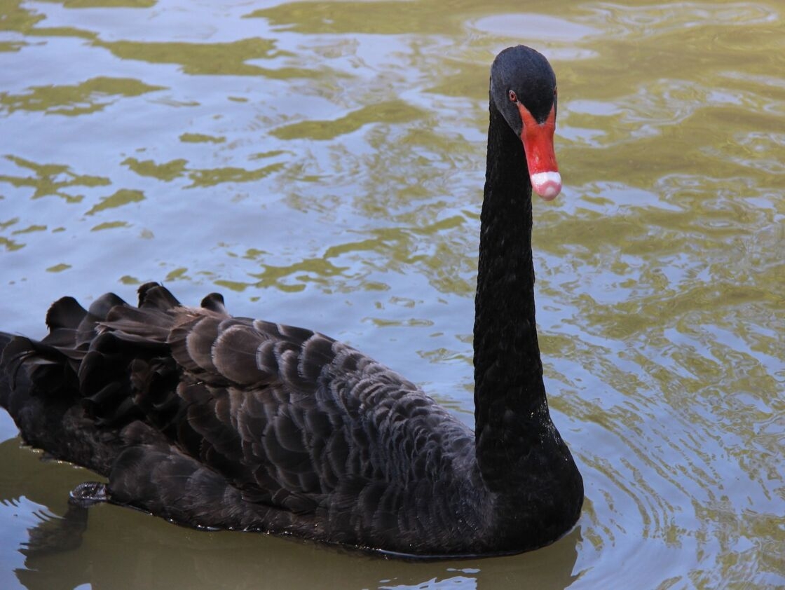 Thiên nga đen, ám chỉ một sự kiện khó xảy ra nhưng có tác động mạnh Thiên nga đen chỉ một sự kiện khó xảy ra trong thế giới tài chính, nhưng nếu nó xảy ra sẽ có tác động đáng kể đến quá trình lịch sử. Ví dụ, một sự sụp đổ của thị trường chứng khoán hoặc việc phát minh ra Internet có thể được coi là những con thiên nga đen. Covid-19, một cú sốc lớn và không lường trước được, cũng có thể được coi là như vậy, mặc dù nguy cơ đại dịch đã được biết trước khi cuộc khủng hoảng sức khỏe bùng nổ. Cách diễn đạt này đã được học giả Nassim Nicholas Taleb phổ biến. Lý thuyết của ông bắt nguồn từ thực tế rằng thiên nga nói chung có màu trắng và những người châu Âu đã rất ngạc nhiên khi phát hiện ra những con thiên nga đen đầu tiên ở Australia. Nassim Nicholas Taleb giải thích rằng việc nhìn thấy vô số thiên nga trắng không thể khẳng định rằng tất cả thiên nga đều là màu trắng, và việc nhìn thấy một con thiên nga đen duy nhất làm mất hiệu lực của định đề rằng tất cả chúng đều trắng.