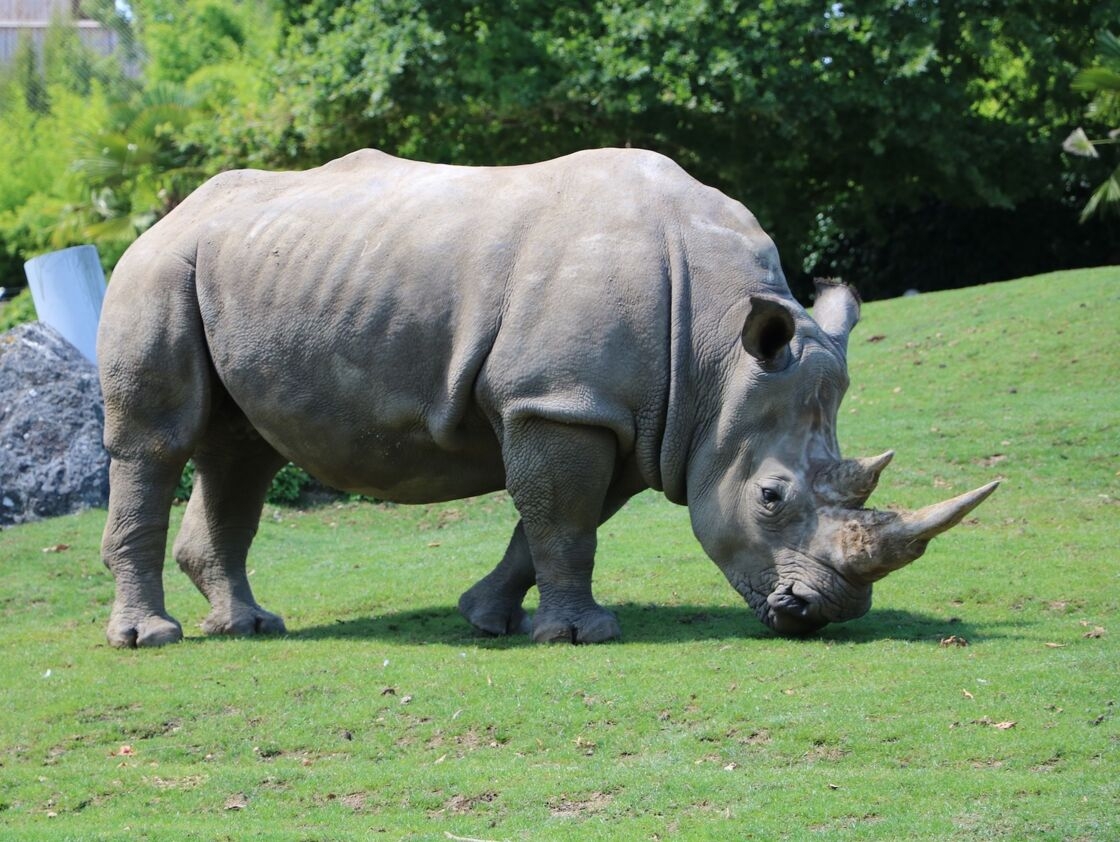 Tê giác xám được ví với một mối đe dọa lớn, nhưng vẫn bị bỏ mặc Hiện tượng được tác giả người Mỹ Michele Wucker đưa ra tại Diễn đàn Davos năm 2013. Tê giác xám chỉ ra một mối đe dọa rất có thể xảy ra đối với nền kinh tế và thị trường, với tác động mạnh mẽ nhưng vẫn bị bỏ qua. Thay vì thiên nga đen, một số người coi Covid-19 là tê giác xám, vì nguy cơ đại dịch đã được biết trước khi cuộc khủng hoảng sức khỏe nổ ra. Cách diễn đạt này cũng được sử dụng liên quan đến Evergrande, một trong những nhà phát triển bất động sản lớn nhất Trung Quốc, nợ nần chồng chất và có rủi ro tài chính hệ thống.