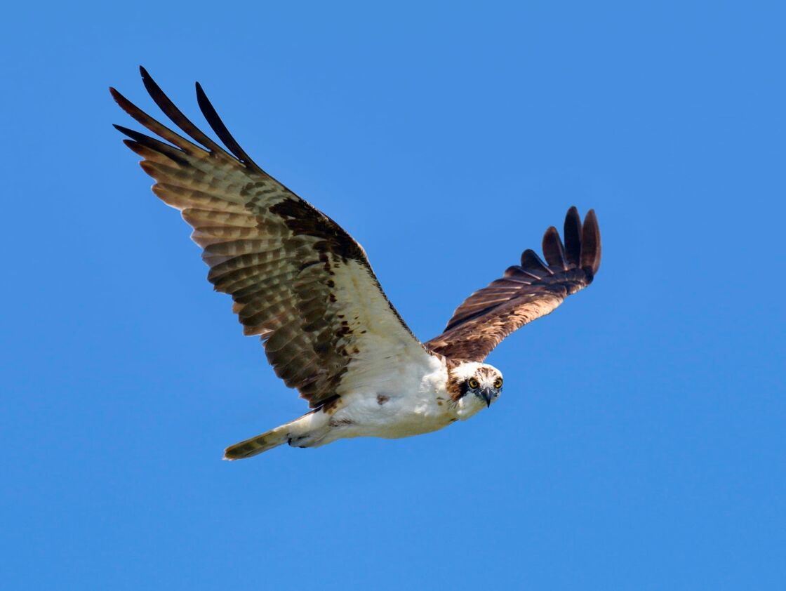 Diều hâu, mô tả một lãnh đạo ngân hàng trung ương ủng hộ tỷ giá cao hạn chế lạm phát Phe diều hâu là đề cập đến các lãnh đạo ngân hàng trung ương, những người chủ yếu quan tâm đến lạm phát và duy trì sự ổn định giá cả. Diều hâu nổi tiếng với những phẩm chất của chim săn mồi và hình ảnh của nó được cho là những kẻ hiếu chiến nhất trên thị trường. Phe diều hâu ủng hộ các chính sách tiền tệ chặt chẽ hơn và áp dụng lãi suất cao để duy trì kiểm soát đối với việc tăng giá, thậm chí có nguy cơ dẫn đến hậu quả tiêu cực đối với tăng trưởng.