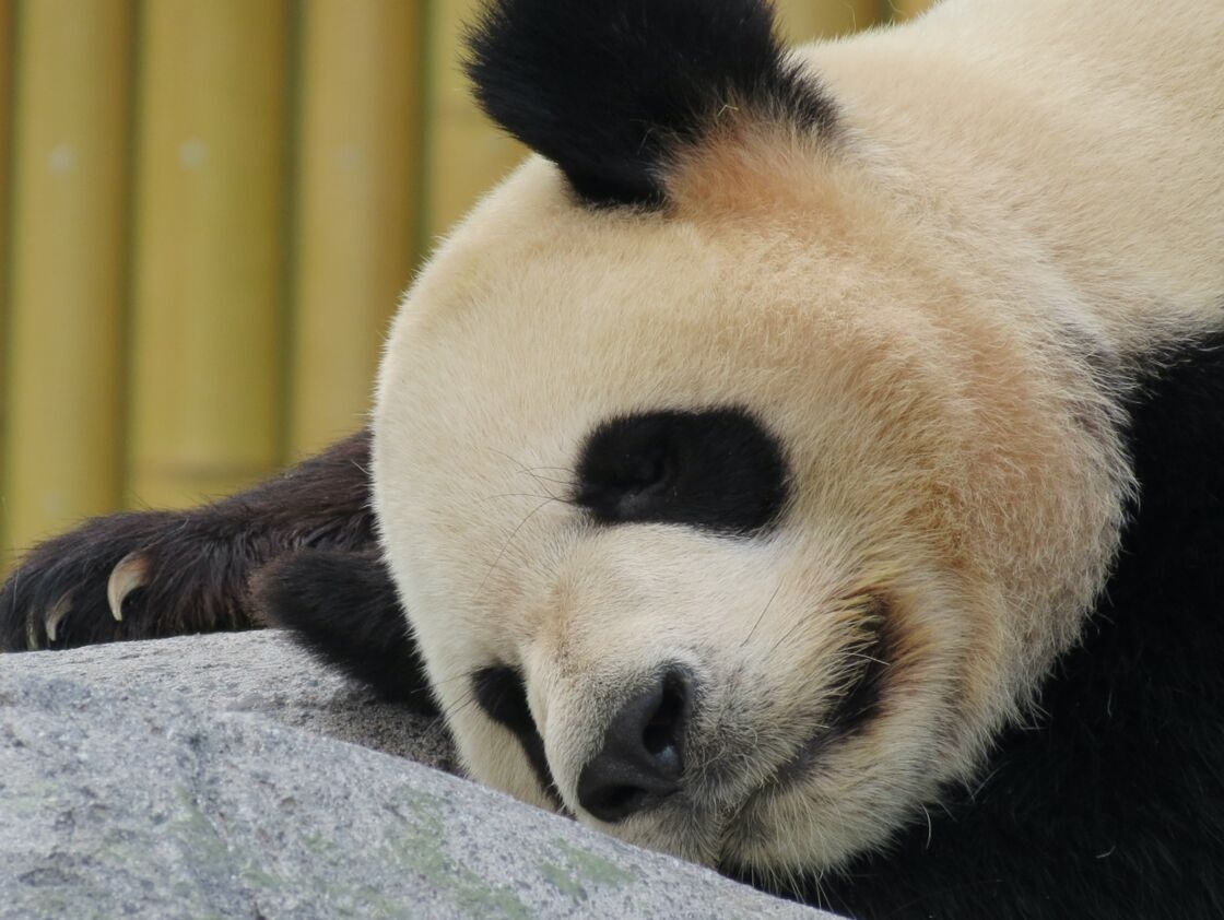 Trái phiếu gấu trúc, là trái phiếu mua bằng tiền Trung Quốc của một tổ chức phát hành nước ngoài Trái phiếu gấu trúc là một khoản nợ bảo đảm bằng đồng nhân dân tệ (đơn vị tiền tệ của Trung Quốc) từ một tổ chức phát hành không phải của Trung Quốc, được bán tại Trung Quốc. Gấu trúc là ám chỉ Trung Quốc vì ngày nay, con vật này chỉ được tìm thấy trong tự nhiên ở nước này. Ví dụ, vào năm 2016, tập đoàn đa quốc gia Veolia đã phát hành trái phiếu trực tiếp trên thị trường nội địa Trung Quốc, trị giá một tỷ nhân dân tệ (156 triệu USD theo tỷ giá hối đoái hiện tại). Đây là công ty Pháp đầu tiên phát hành trái phiếu gấu trúc.